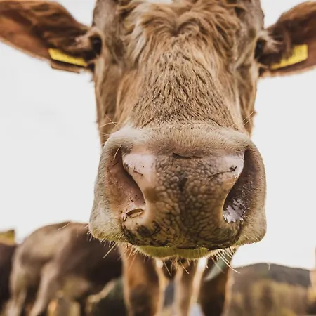 Erz Medical & Hotel *