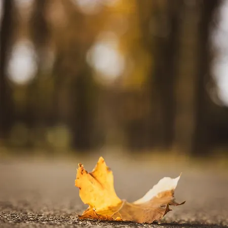 Erz Medical & Rottendorf