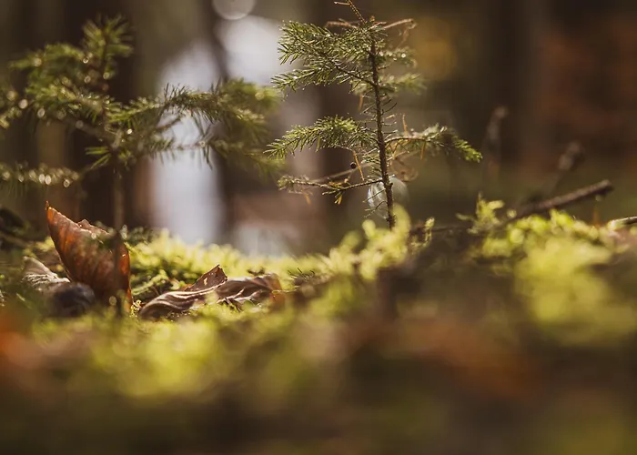 Erz Medical & 4* Rottendorf