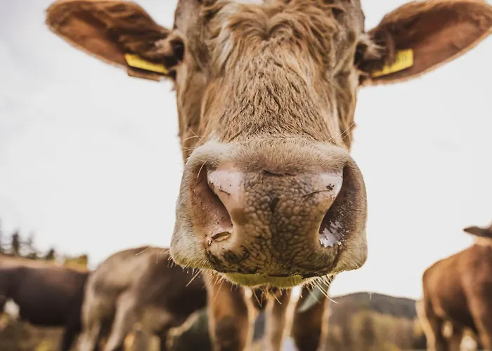 Erz Medical & فندق 4*