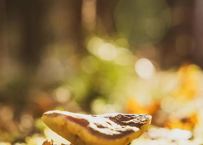 فندق Erz Medical & 4*