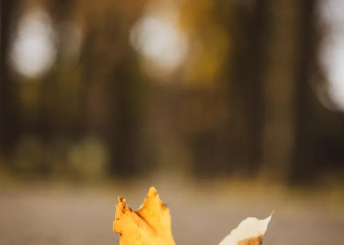 Erz Medical & Rottendorf